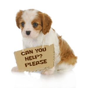 puppy with a message - cavalier king charles spaniel puppy with sign around neck - 7 weeks ols