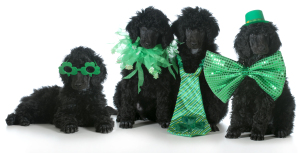 St Patricks Day dogs