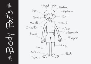 part of body vocabulary in illustration