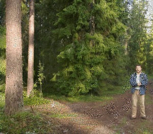 forest