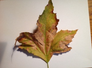 leafsnap
