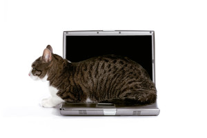 sideways cat on laptop