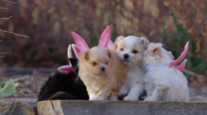 easter puppies